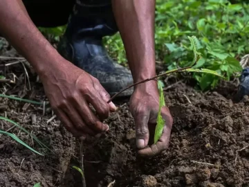 Tree plantation and environmental sustainability initiative by Indian Natural Stones