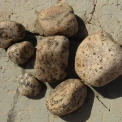 Indian Natural Stones Tiger Skin Granite Pebbles for garden décor and exterior applications